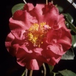 Filoli Red